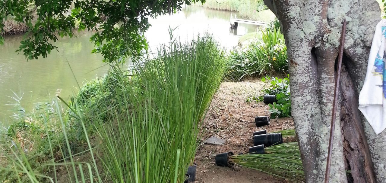 Vetiver Projects - Vetiver Australia