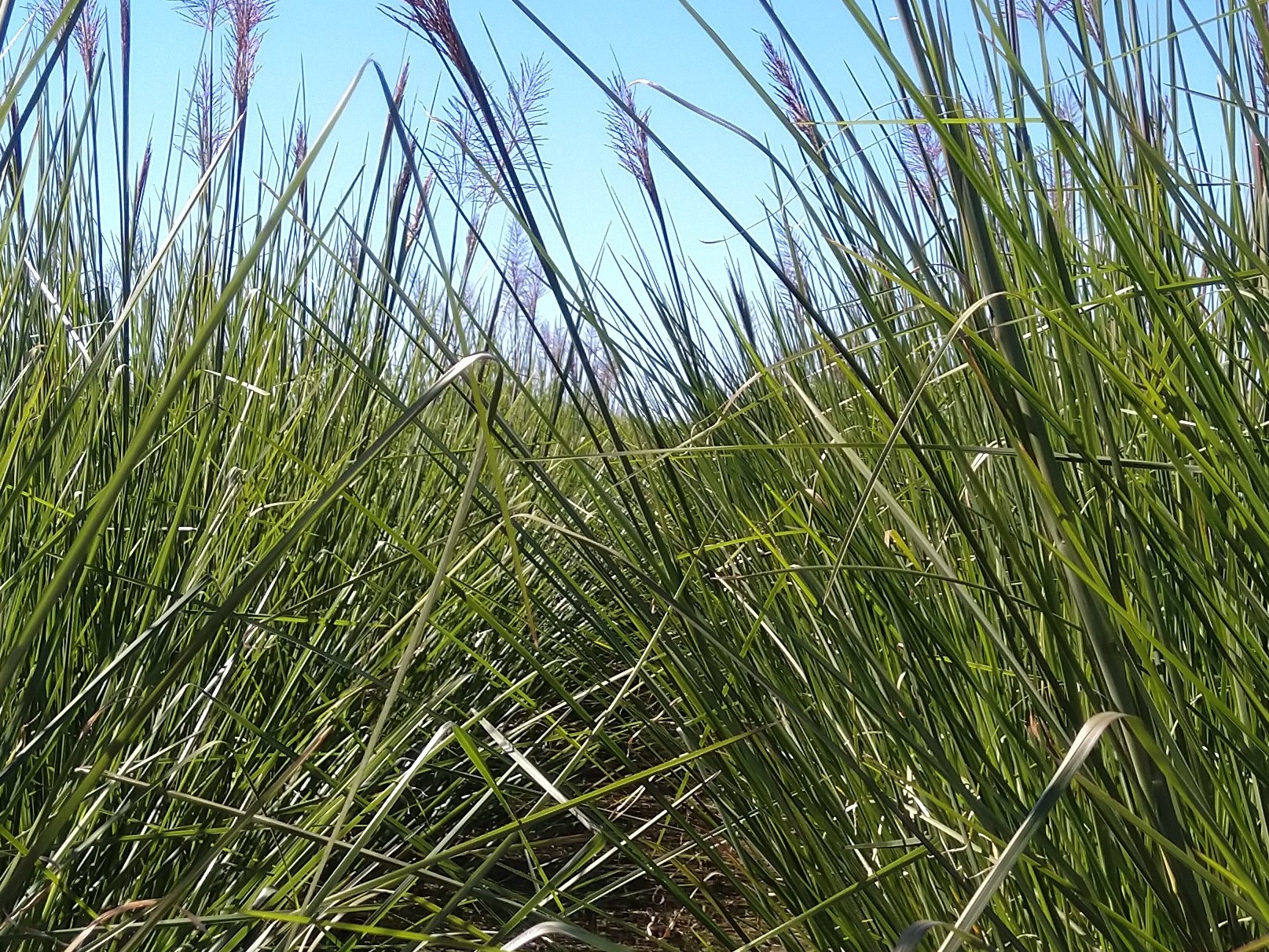 Purchase Vetiver Grass in Australia