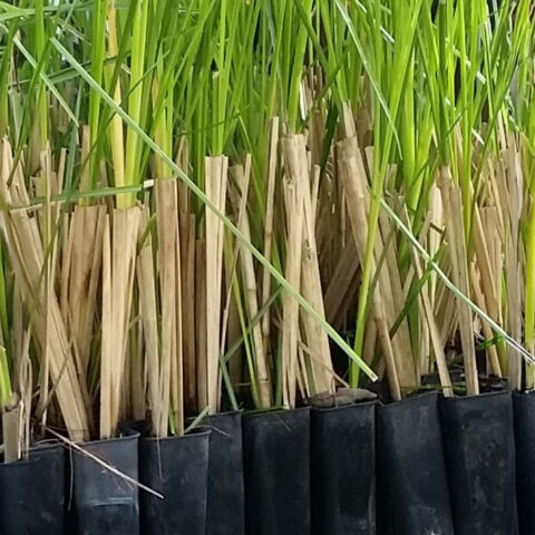 Purchase Vetiver Grass in Australia